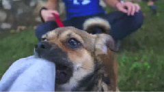A Puppy With Demodectic Mange