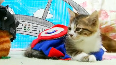 Captain America:The First Avenger猫咪模仿版