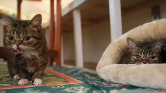 There Are Actually Two Bubs