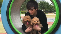 内有爱犬