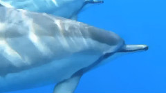 HaWaiian Spinner DOlPhins