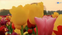 Spring Blossom