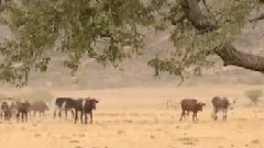 Namibia Fairy Ring