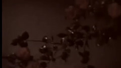 影视原声 - 电影<五朵金花> 片头曲