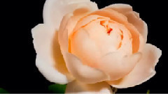 Happy Women's Day!
