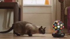 Will Kitty Notice It