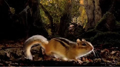 影视原声 - 映画