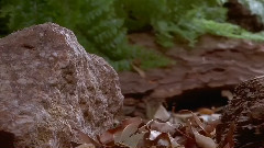 Aesthetic Visual Piece The Mushroom Growth Process