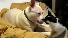 Q版猫咪