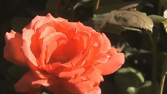 Voice Of Spring