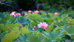 莲池公园
