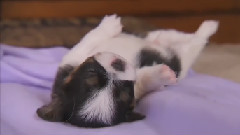 Puppy Goes For A Spin