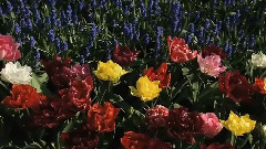 Snow Flower Song E