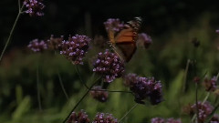 Flowers & Gardens