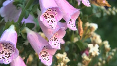 Flowers & Gardens