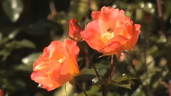 Flowers & Gardens