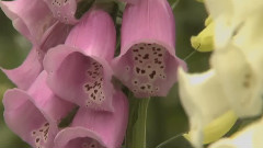 Flowers & Gardens