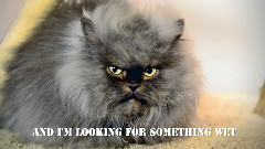 If You Feed Me Wet Cat Food - Colonel Meow