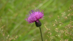 The Daydream A Princess Of Goguryeo