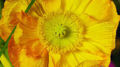 Amazing Flowers