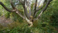 Faces Of Nature