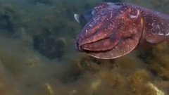 自然界的精彩片段 深海生物