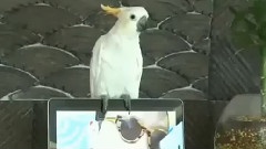 江南 Style