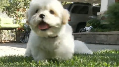 Shichon Puppies Eat Salad From The Ground