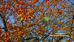 Malus x 'Evereste' (Crab Apple)