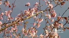 Prunus Sargentii (Sargent's Cherry)