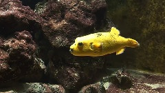 阳光小熊10