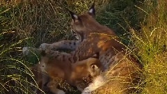 Wild Russia 2