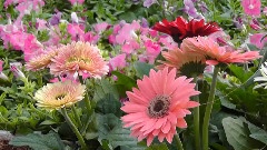 Flowers Of Life
