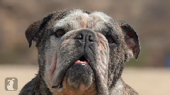 Bulldog Loves Skimboarding