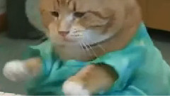 你见过会弹琴的猫咪吗?