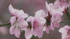 The Beautiful Spring
