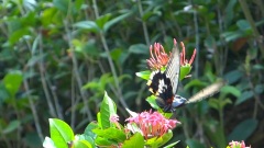 豆娘,蜻蜓与蝴蝶 Damselfly,Dragonfly & Butterly