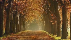 Les Feuilles Mortes