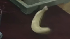 影视原声 - 大圣游天宫<西游记>配乐