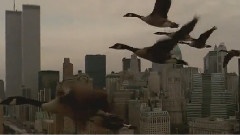 Wild Geese