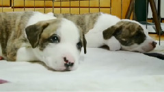 Puppies Dream About Sunshine