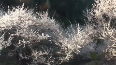 台湾花卉之美 梅花