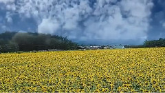 Caruso
