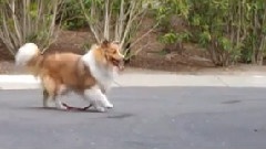 Sheltie
