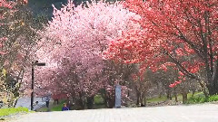2012武陵农场樱花季