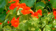 My Garden In Summer 2010