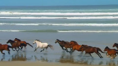 Running Free