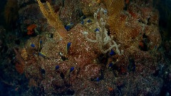 海底花园