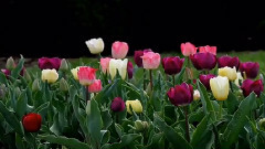 Le Jardin Merveilleux