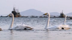 遥远的小渔村
